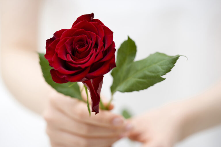The ROSE System